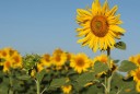 girasol